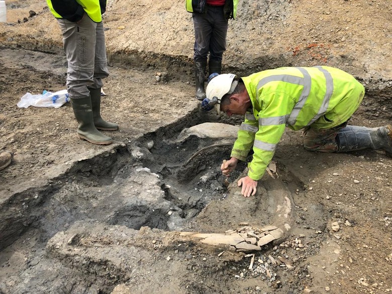 Archaelogists carefully expose mammoth tusk in sediment