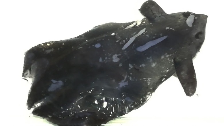 The Vampyroteuthis pseudoinfernalis vampire squid.