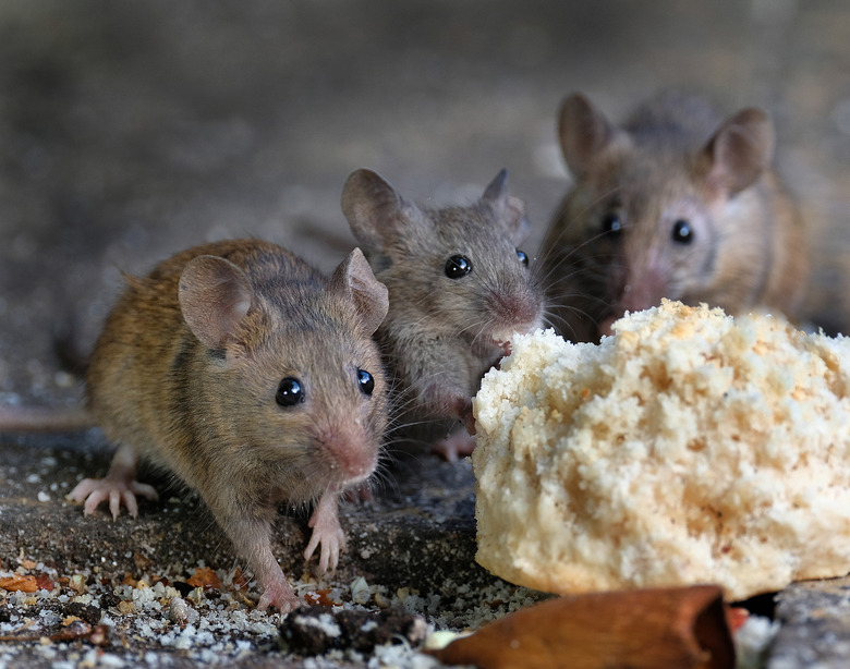mice implanted with mini human brains