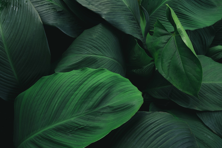 large leaf, solar leaf hopes to use same functions as leaves