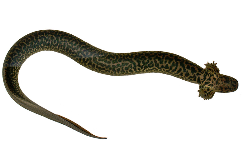 salamander