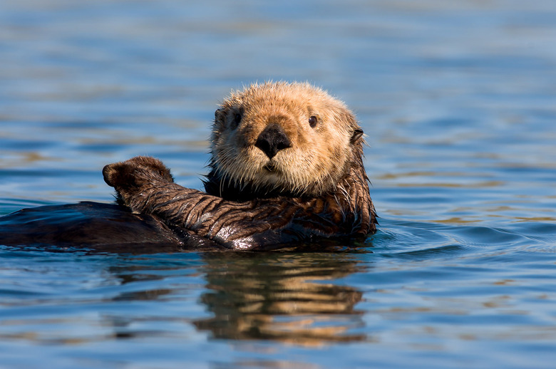 sea otter like otter 841 swimming in the water