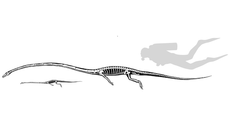 ancient lizard