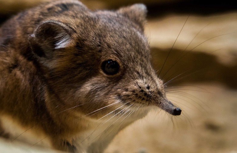 elephant shrew
