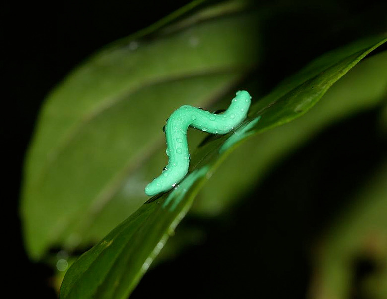 worm