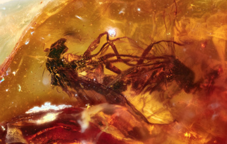 frozen flies