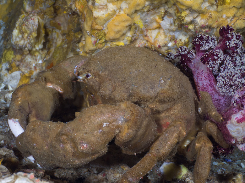 the new species of hairy crab is similar to sponge crabs