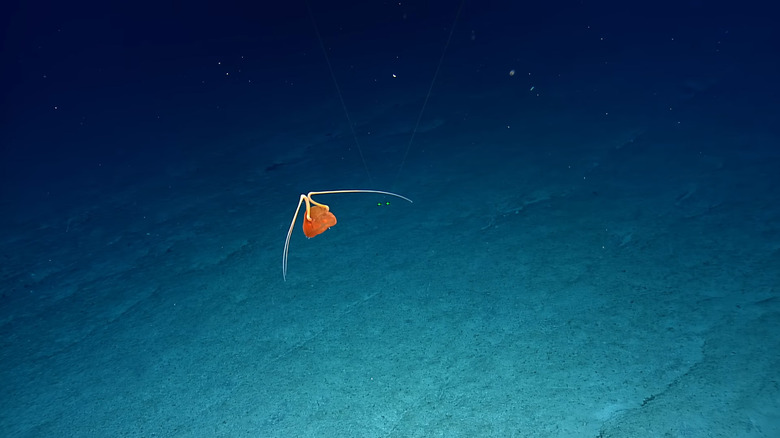 cannibal jellyfish