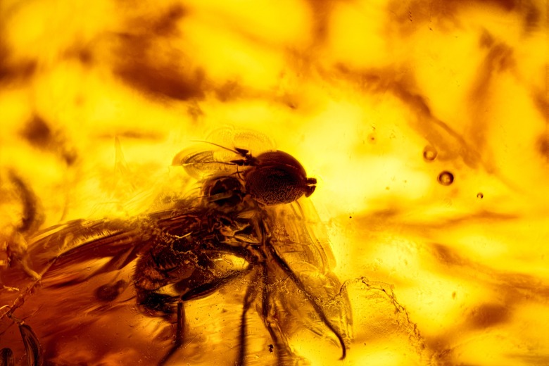 fly trapped in amber