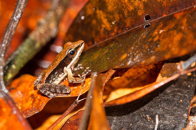 Bronzed Frog, Golden-backed Frog,