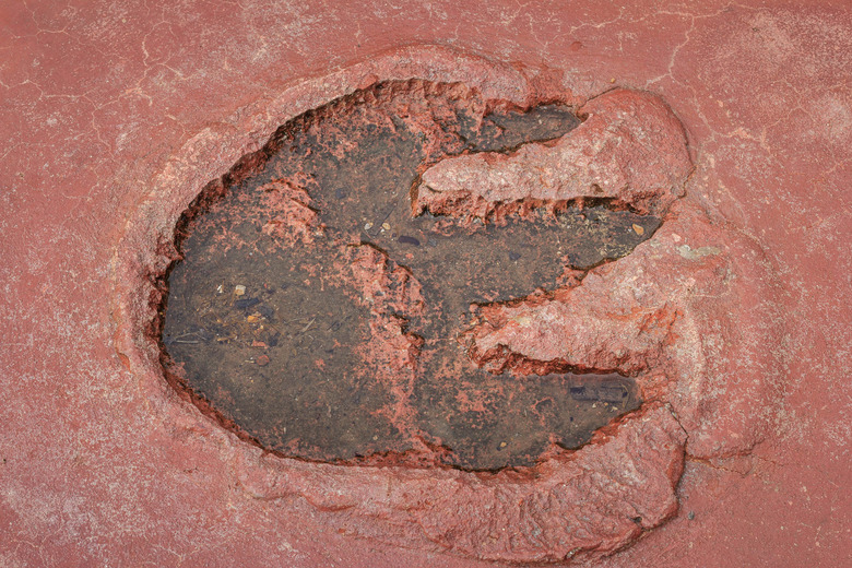 fossilized footprint