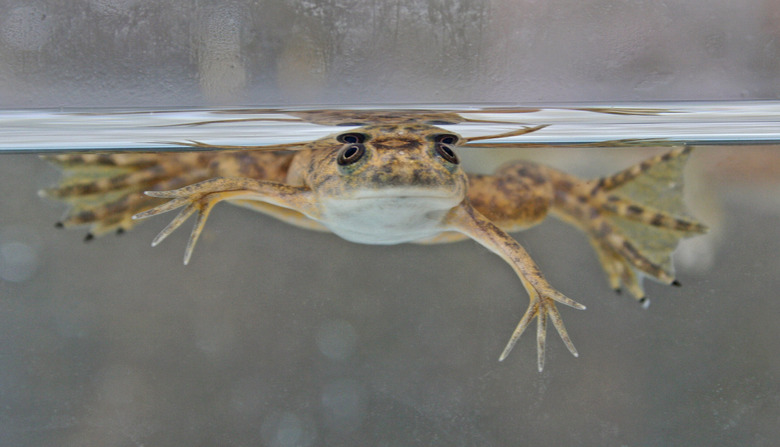 African Clawed-frog in water