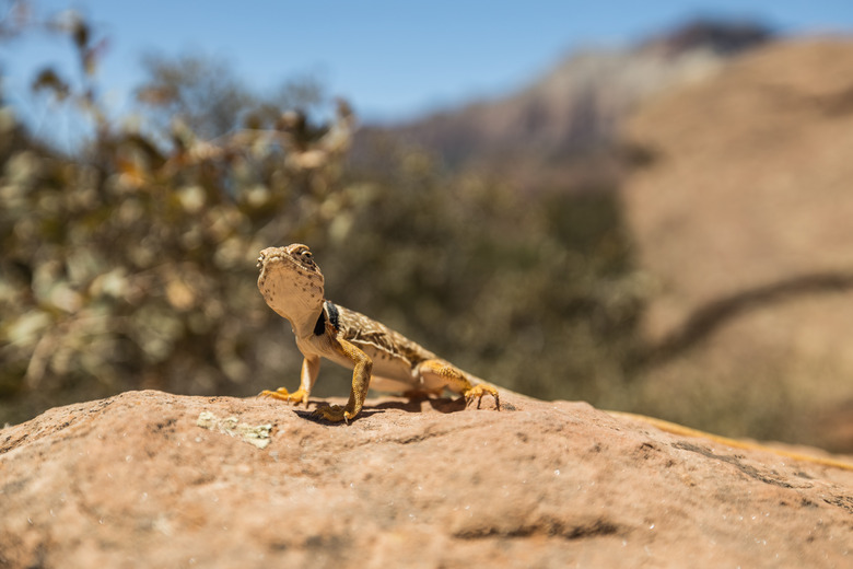 a western banded gecko looking for something to eat