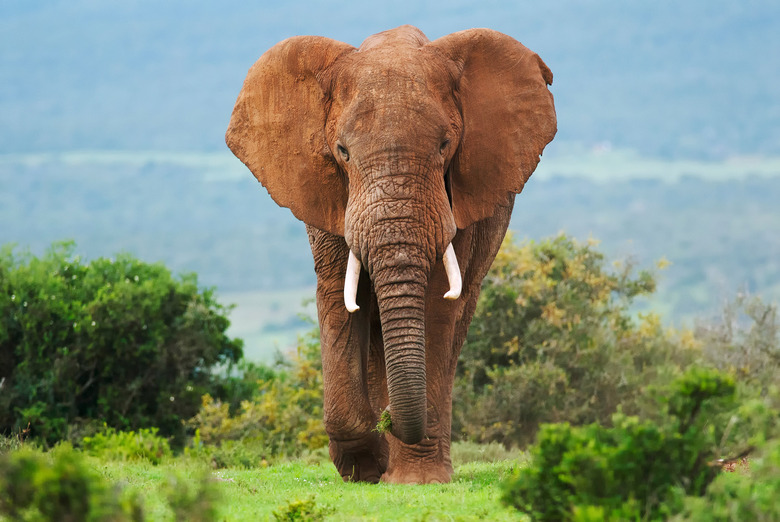 african elephant