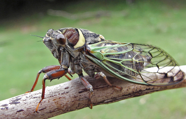 cicada