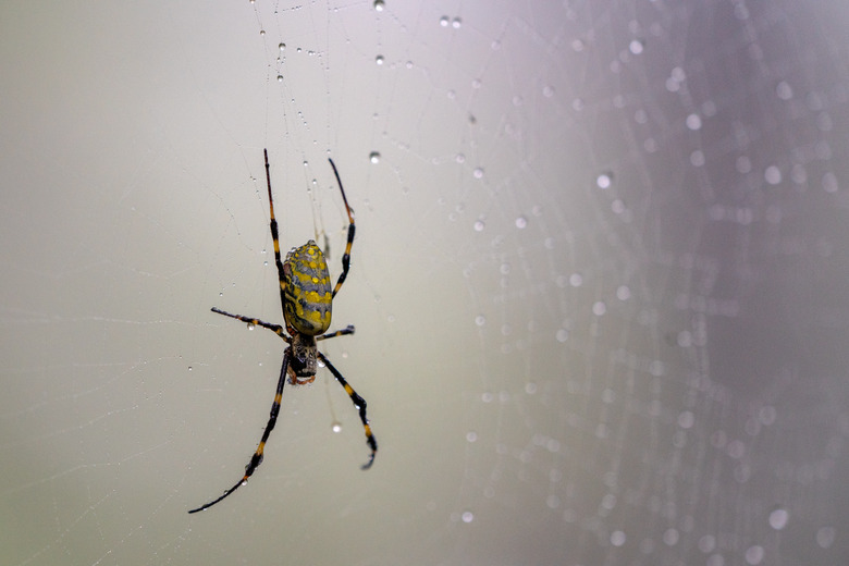Joro spider