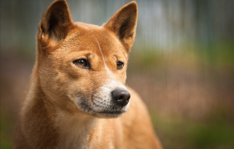 singing dog