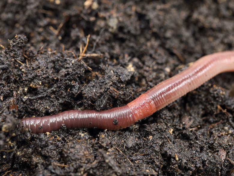 earthworm in fresh wet soil,