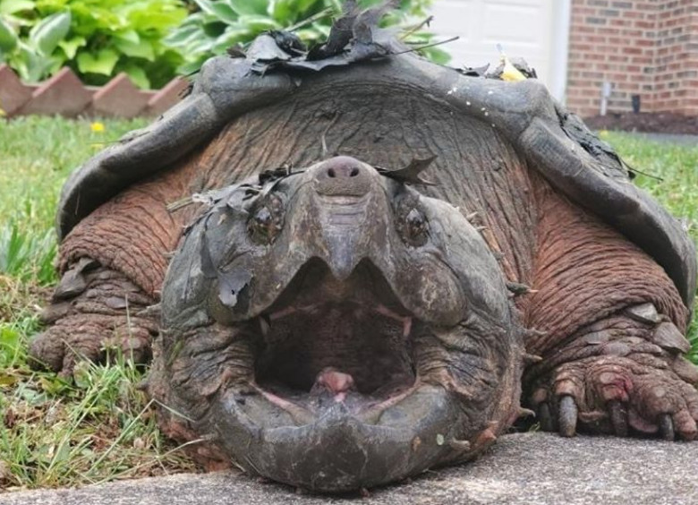 snapping turtle