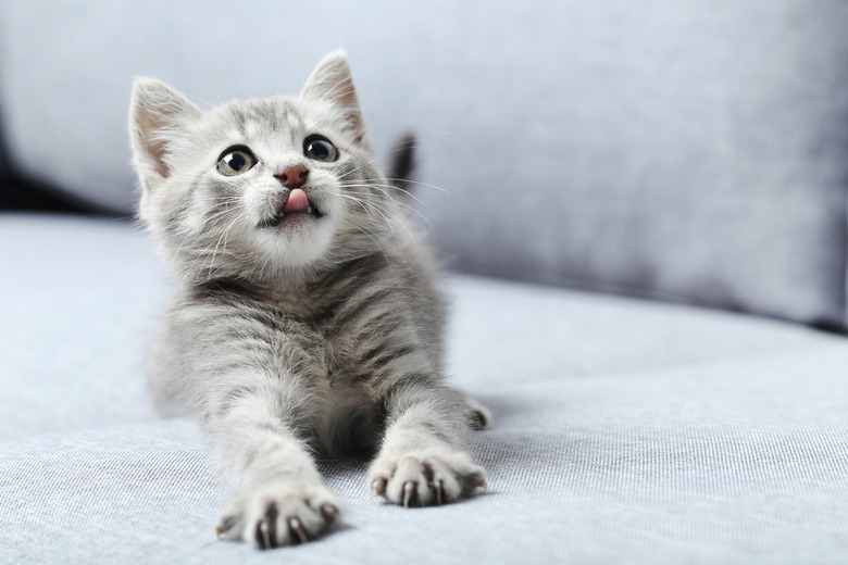 cat stretching