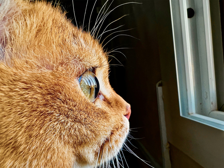 iphone-13-pro-cat