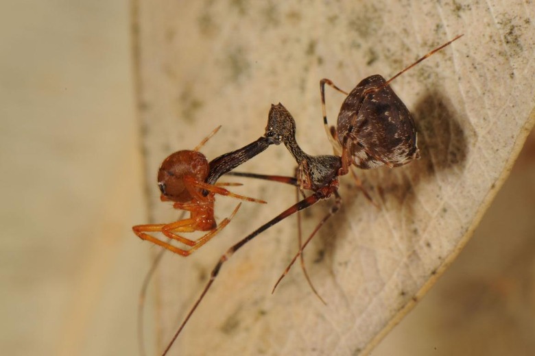 pelican-spider-madagascar-national-geographic