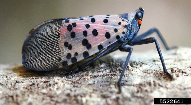 spotted lanternfly