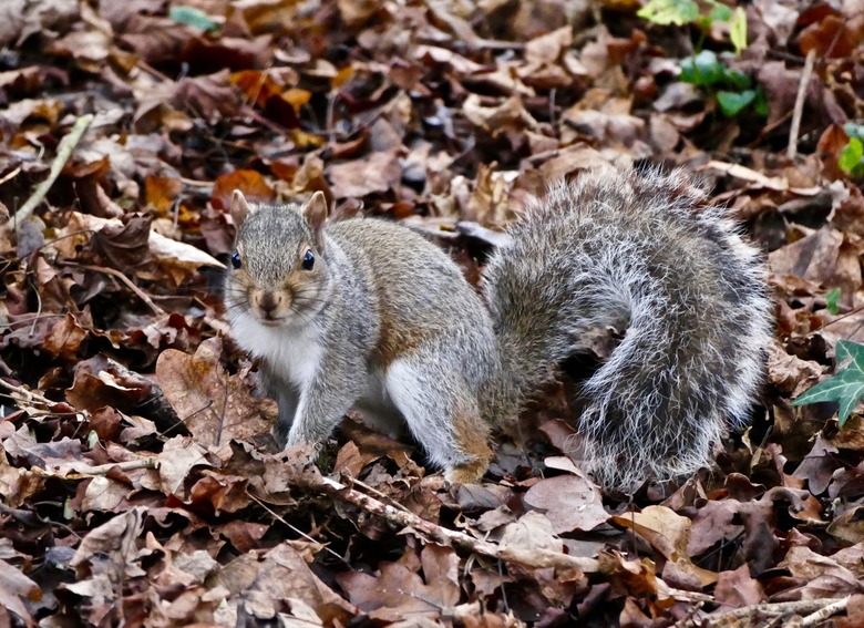 squirrel