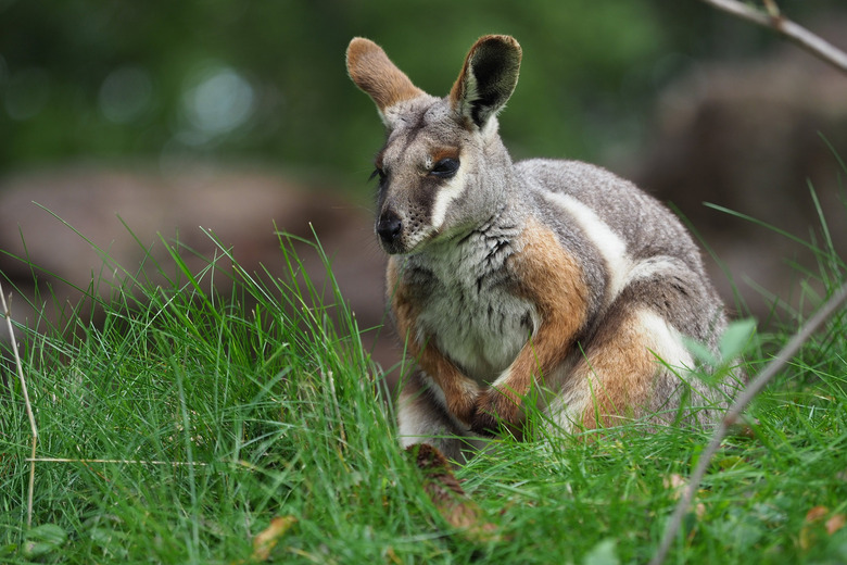 marsupial