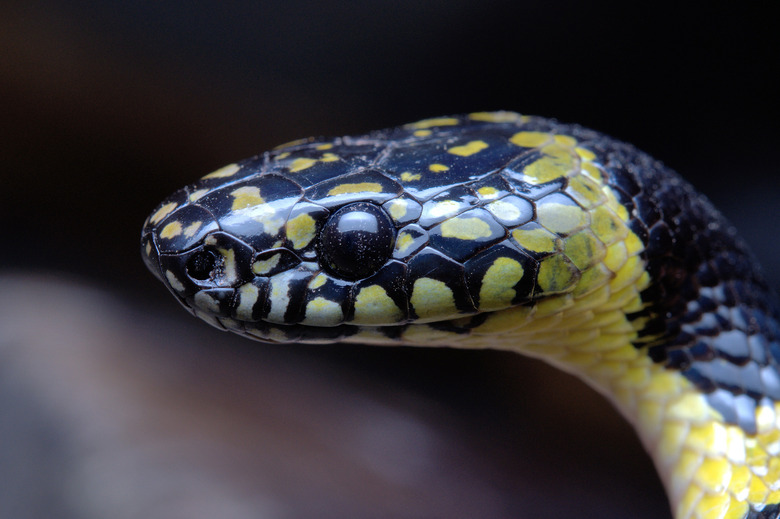 Gammie's wolf snake, rare snake found in india and china