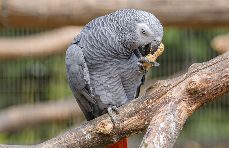 grey parrot