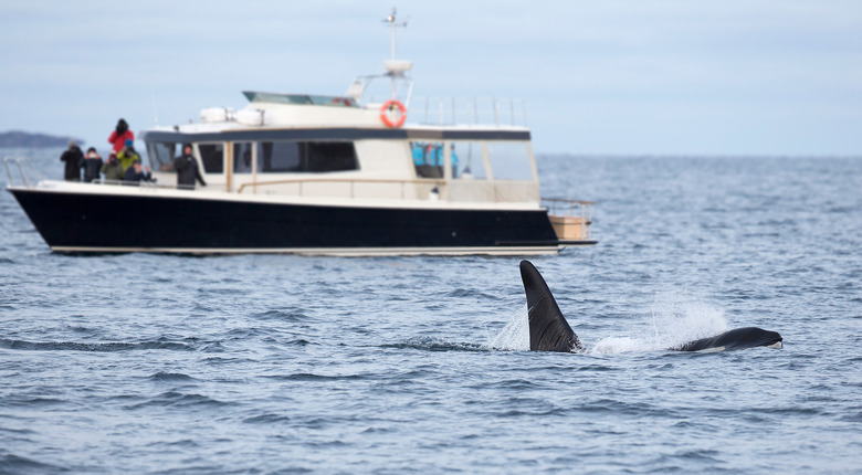 killer whale near boat