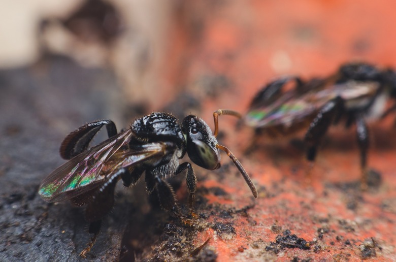 Stingless Bee