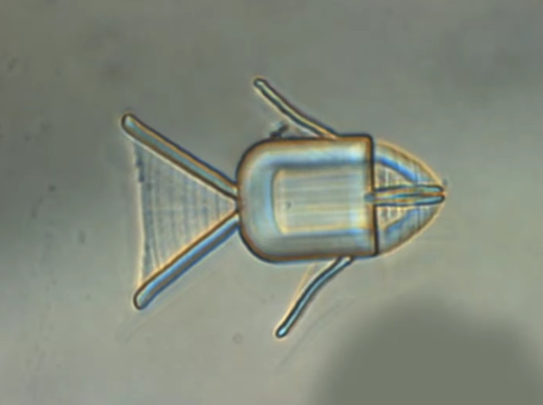 fish-shaped-microbot-that-can-deliver-cancer-drugs