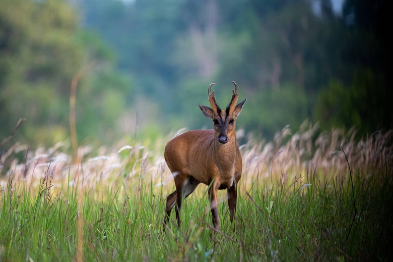 muntjac deer