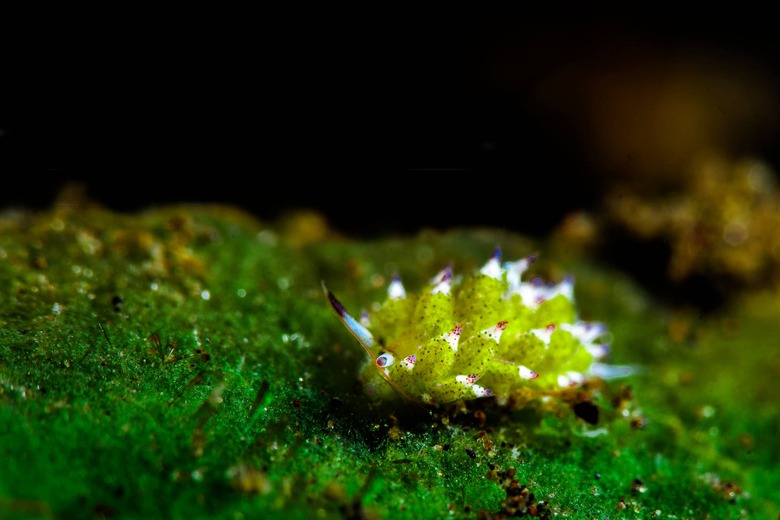 leaf sheep, animal-plan hybrid