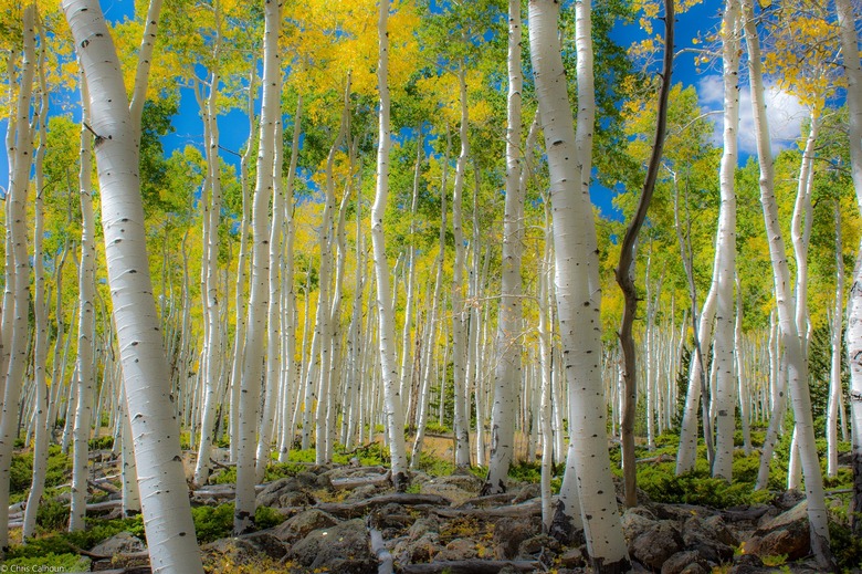 Earth's largest living organism, Pando aspen grove, near Fish La