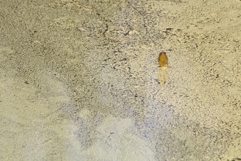 Water snake in algae-covered water