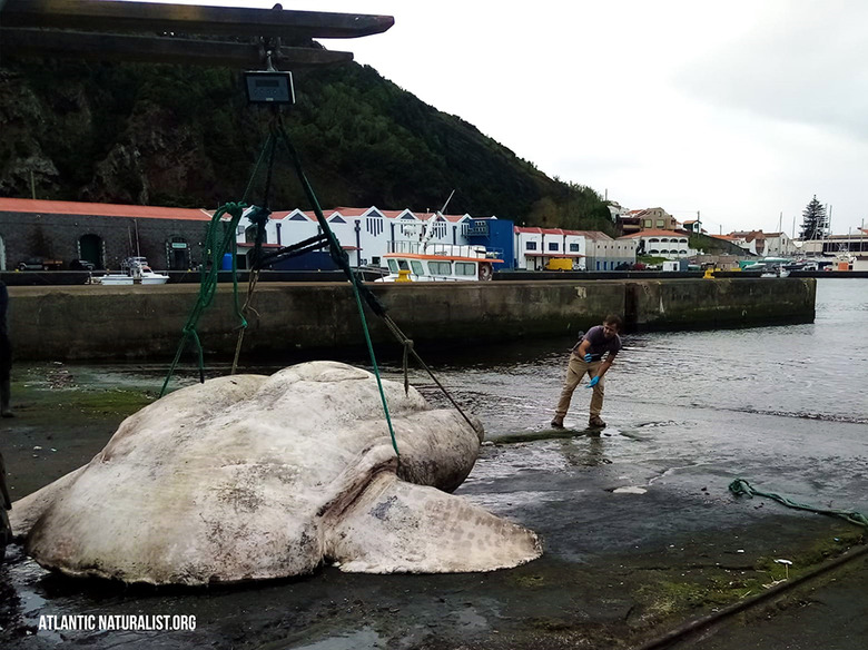 largest fish ever found
