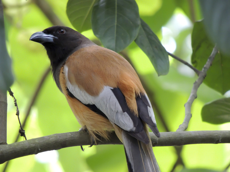 A closeup shot of a hooded pitohui