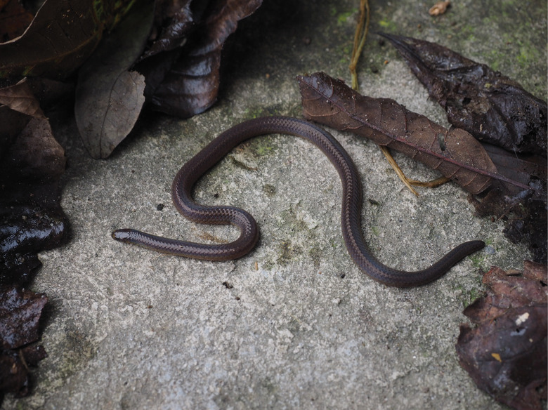 Berezowskis-reed-snakes
