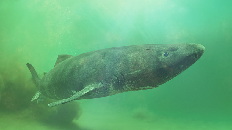Greenland shark