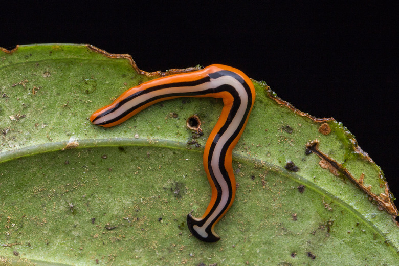 hammerhead flatworm