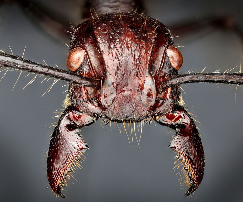 bullet ant has the most painful sting in the world
