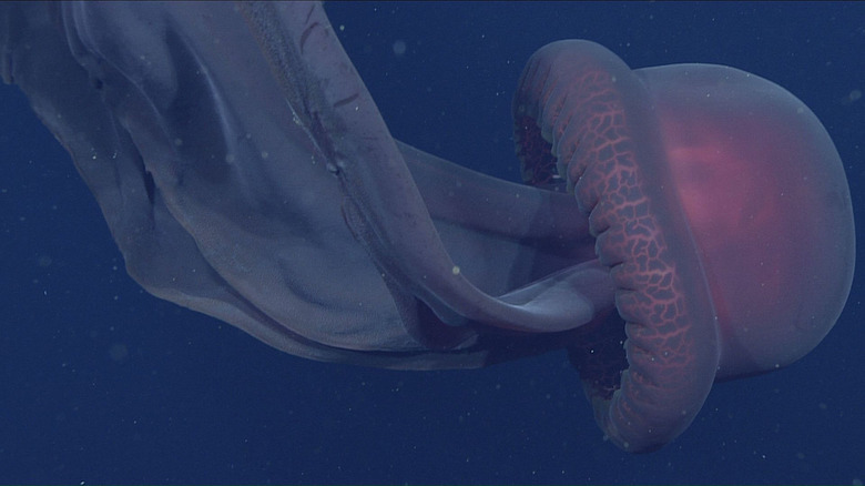 giant phantom jellyfish swimming in the ocean