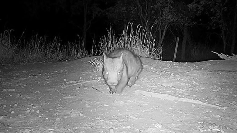 wombat at night