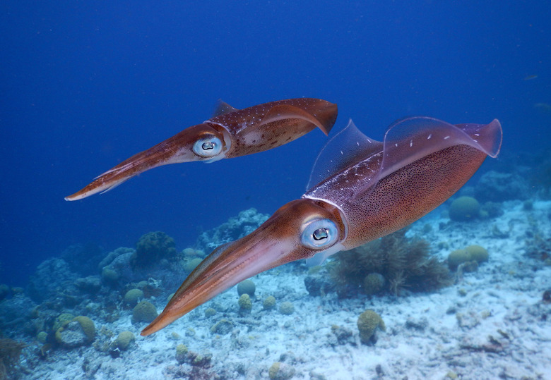 squid in ocean