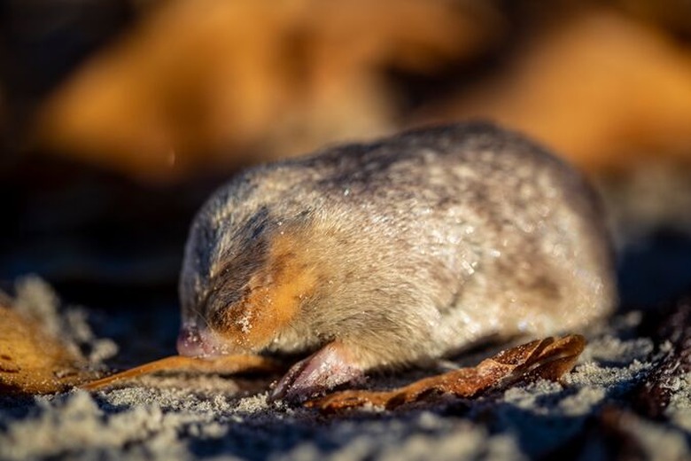 De Winton's Golden Mole walking on sand