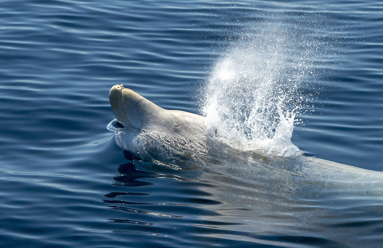beaked whale