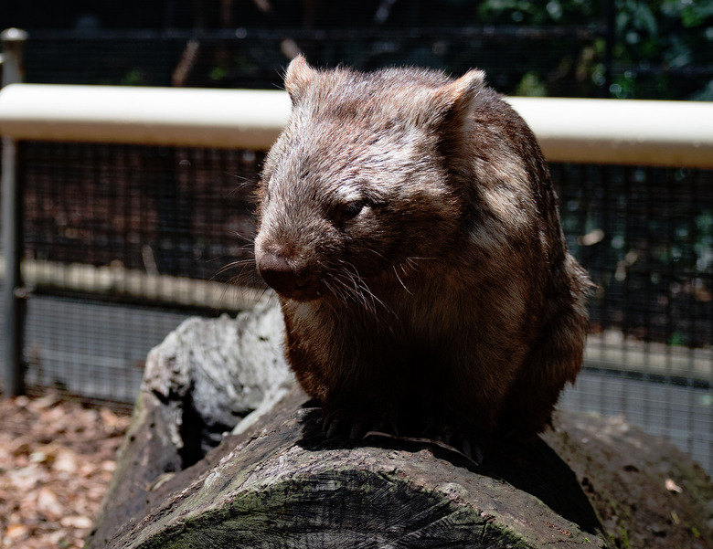 wombat